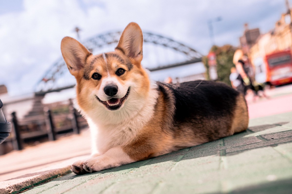 NE1's Dog on the Tyne